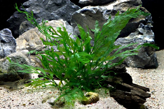 [DENN146] Dennerle Plants | Bolbitis heudelotii - Pot