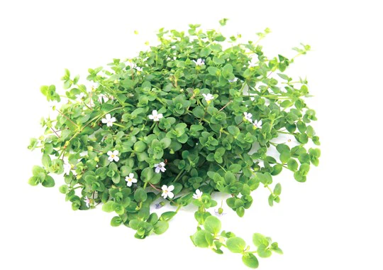 [DENN147] Dennerle Plants | Bacopa australis - Pot