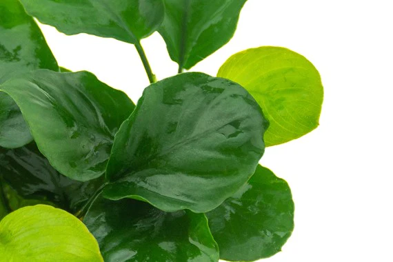 [DENN148] Dennerle Plants | Anubias barteri 'Coin leaf' - Pot