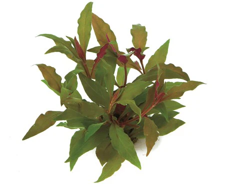 [DENN149] Dennerle Plants | Alternanthera reineckii 'Red' - Pot