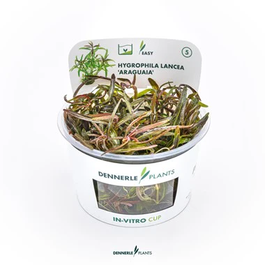 [DENN150] Dennerle Plants | Hygrophila lancea 'Araguaia' - Cup