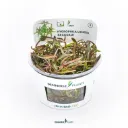 Dennerle Plants | Hygrophila lancea 'Araguaia' - Cup