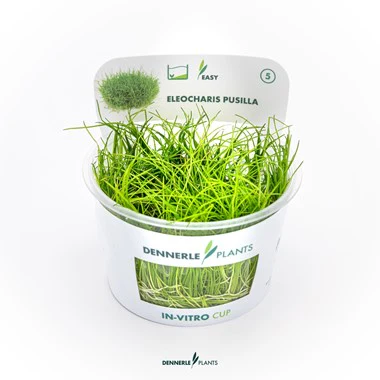 Dennerle Plants | Eleocharis pusilla or Eleocharis acicularis 'Mini' - Cup