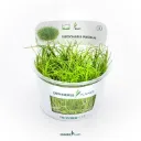 Dennerle Plants | Eleocharis pusilla or Eleocharis acicularis 'Mini' - Cup