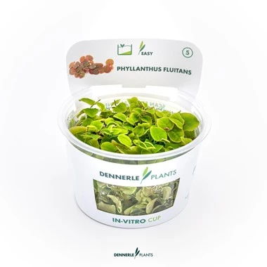 [DENN157] Dennerle Plants | Phyllanthus fluitans - Cup