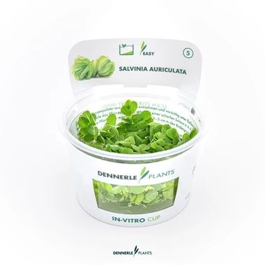 [DENN158] Dennerle Plants | Salvinia auriculata - Cup