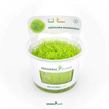 [DENN161] Dennerle Plants | Utricularia graminifolia - Cup