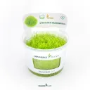 Dennerle Plants | Utricularia graminifolia - Cup