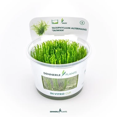 Dennerle Plants | Taxiphyllum alternans 'Taiwan' - Cup