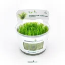 Dennerle Plants | Taxiphyllum alternans 'Taiwan' - Cup