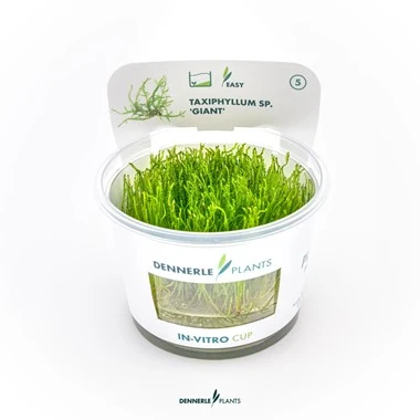 [DENN164] Dennerle Plants | Taxiphyllum sp. 'Giant' - Cup