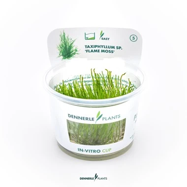 [DENN165] Dennerle Plants | Taxiphyllum sp. 'Flame Moss' - Cup