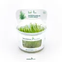 Dennerle Plants | Taxiphyllum sp. 'Flame Moss' - Cup