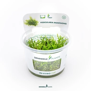 [DENN166] Dennerle Plants | Vesicularia montagnei 'Christmas Moss' - Cup