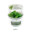 Dennerle Plants | Anubias barteri nana - Cup