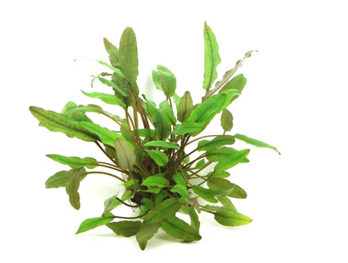 Dennerle Plants | Cryptocoryne beckettii - Pot