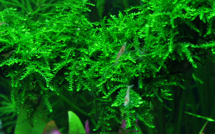 [AG-V180] AG | Vesicularia ferriei 'Weeping Moss' - Portion