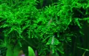 AG | Vesicularia ferriei 'Weeping Moss' - Portion