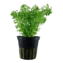 AG | Limnophila sessiliflora or Ambulia - Pot