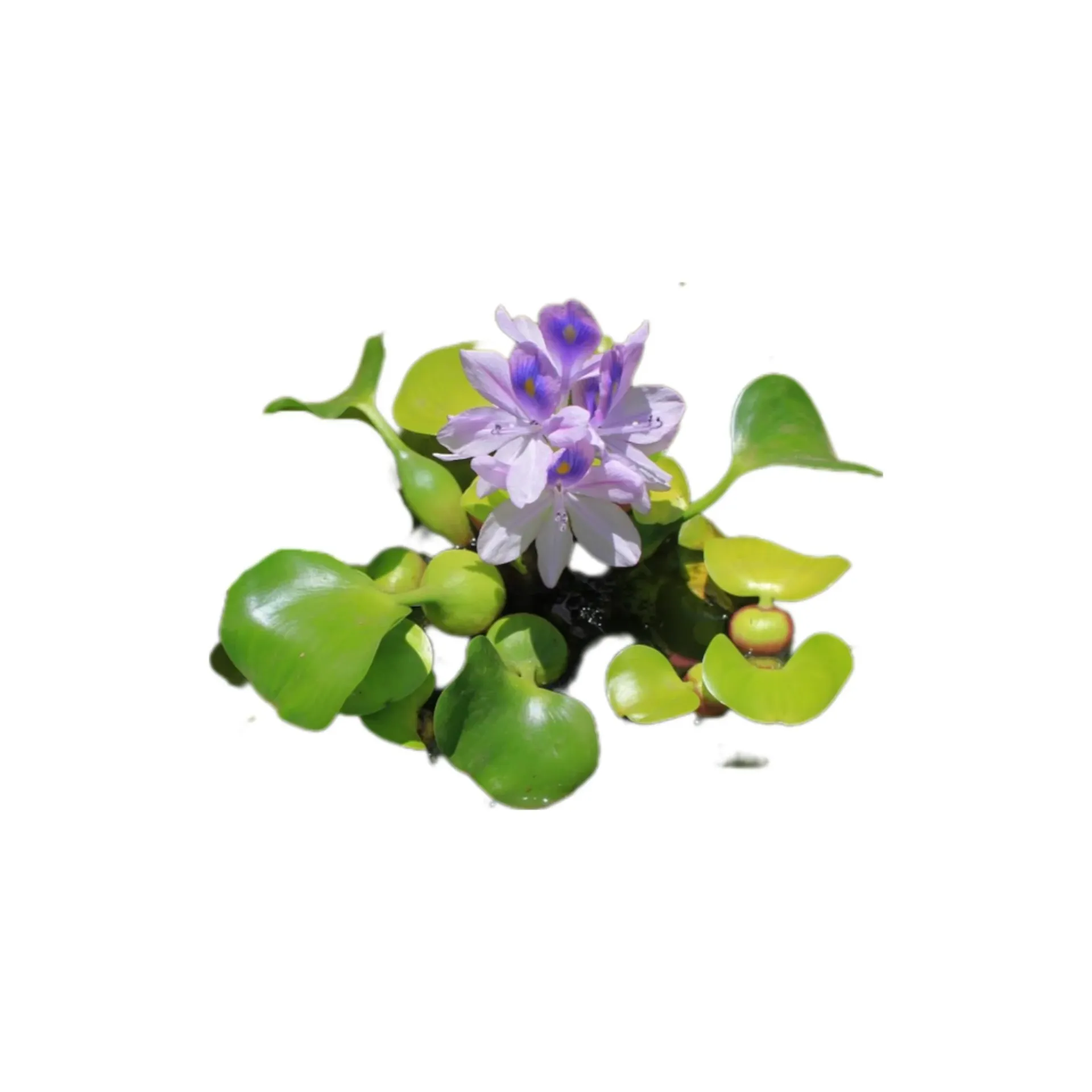 [AG-W189] AG | Water hyacinth - Piece