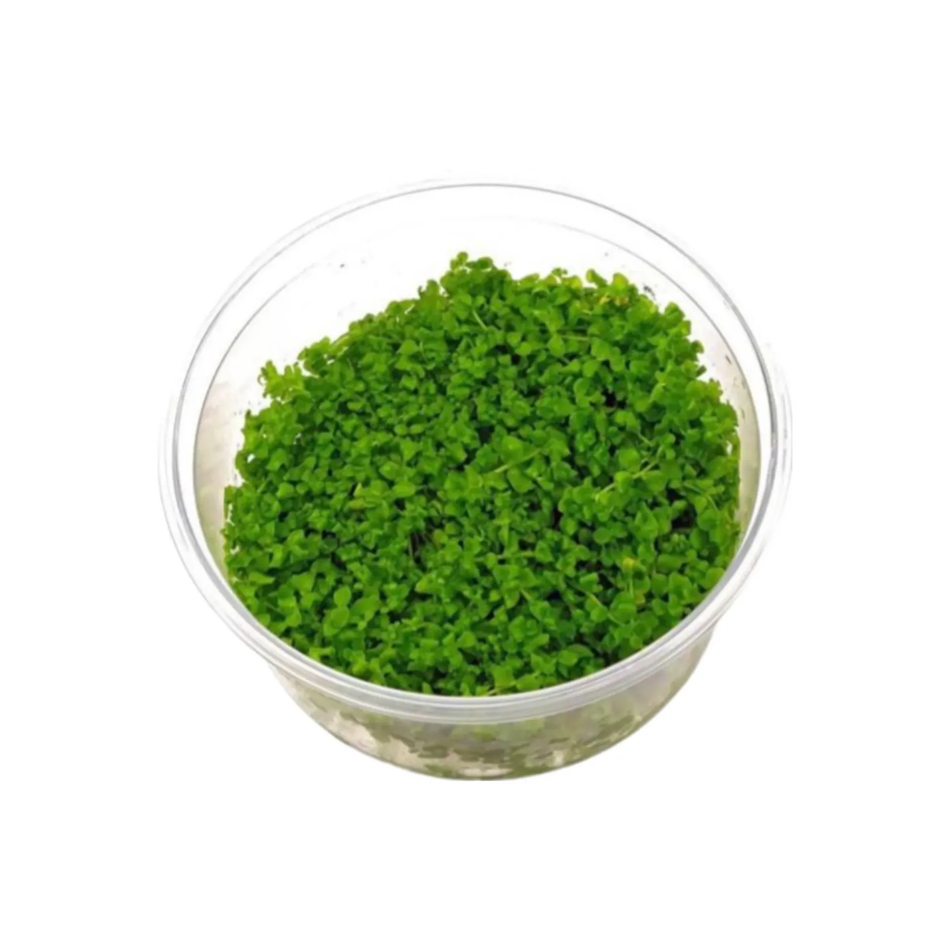 [AG-M191] AG | Micranthemum tweediei 'Monte Carlo' - Cup