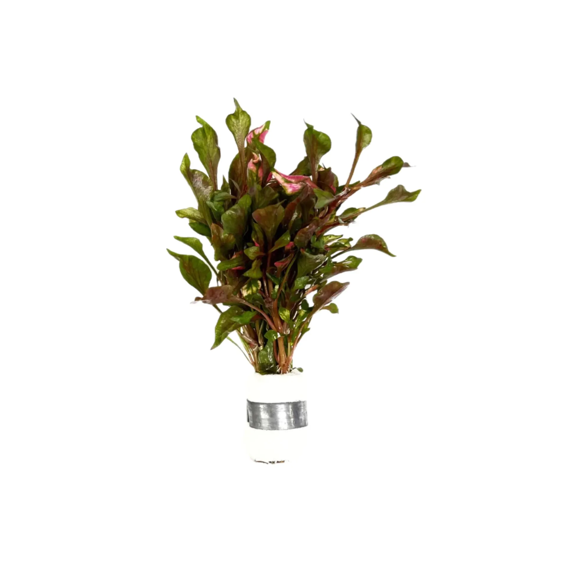 [AG-A201] AG | Alternanthera bettzickiana red - Pot