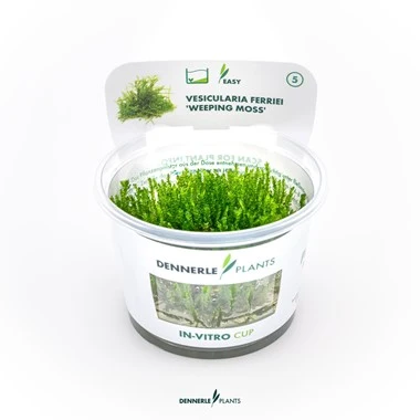 [DENN210] Dennerle Plants | Vesicularia ferriei 'Weeping Moss' - Cup