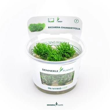 [DENN211] Dennerle Plants | Riccardia chamedryfolia 'Coral Moss' - Cup
