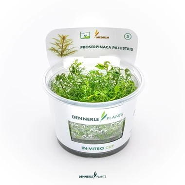 [DENN212] Dennerle Plants | Proserpinaca palustris 'Cuba' - Cup