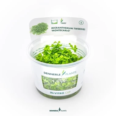 Dennerle Plants | Micranthemum tweediei 'Monte Carlo' - Cup