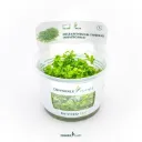 Dennerle Plants | Micranthemum tweediei 'Monte Carlo' - Cup