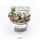 Dennerle Plants | Hygrophila pinnatifida - Cup