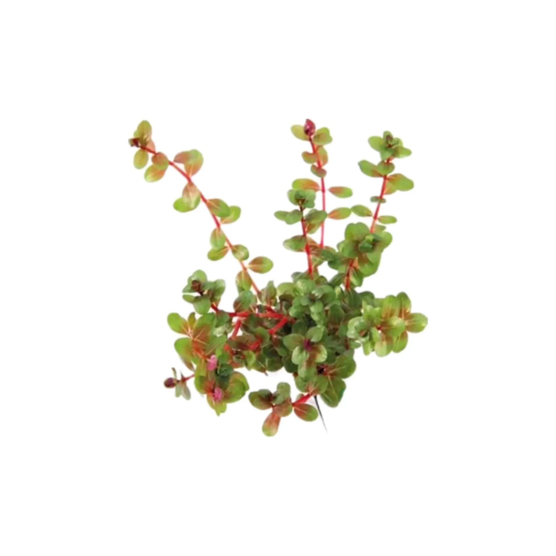 AG | Rotala indica â€˜Redâ€™ - Pot