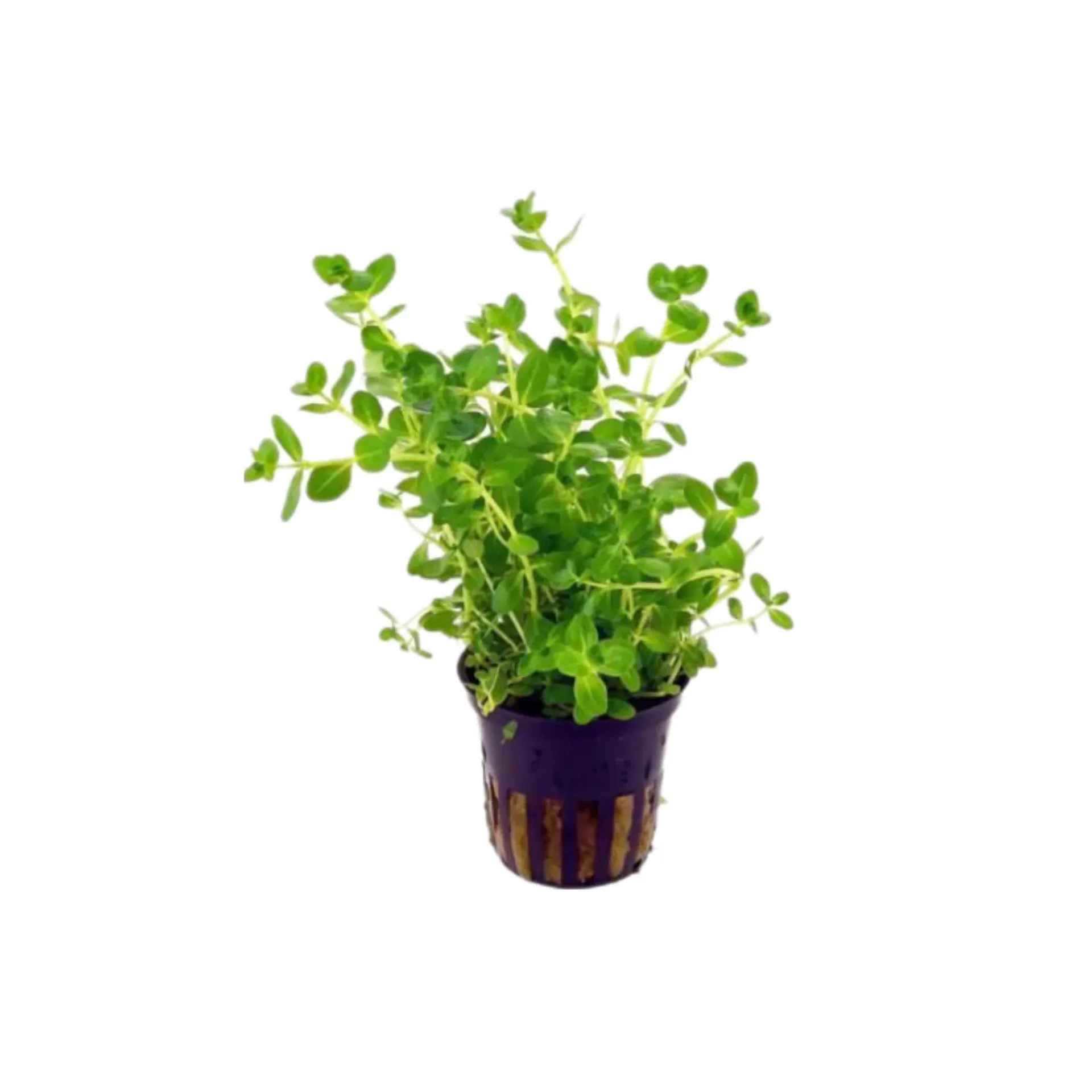 AG | Rotala indica 'Green' - Pot
