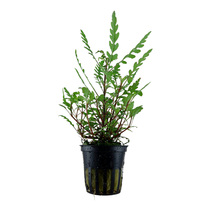 [AG-H240] AG | Hygrophila pinnatifida - Pot