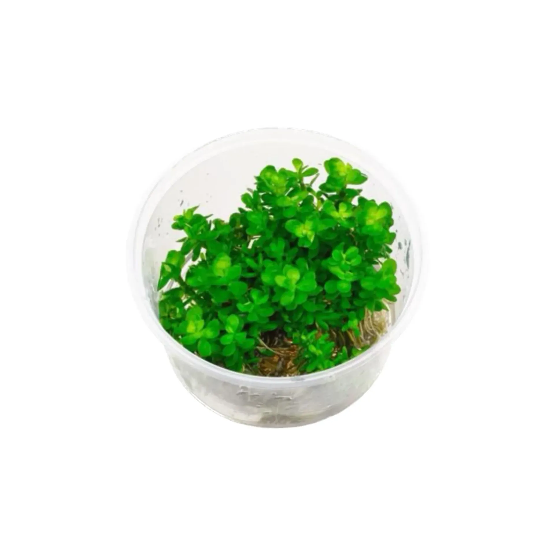 AG | Rotala indica 'Bonsai' - Cup