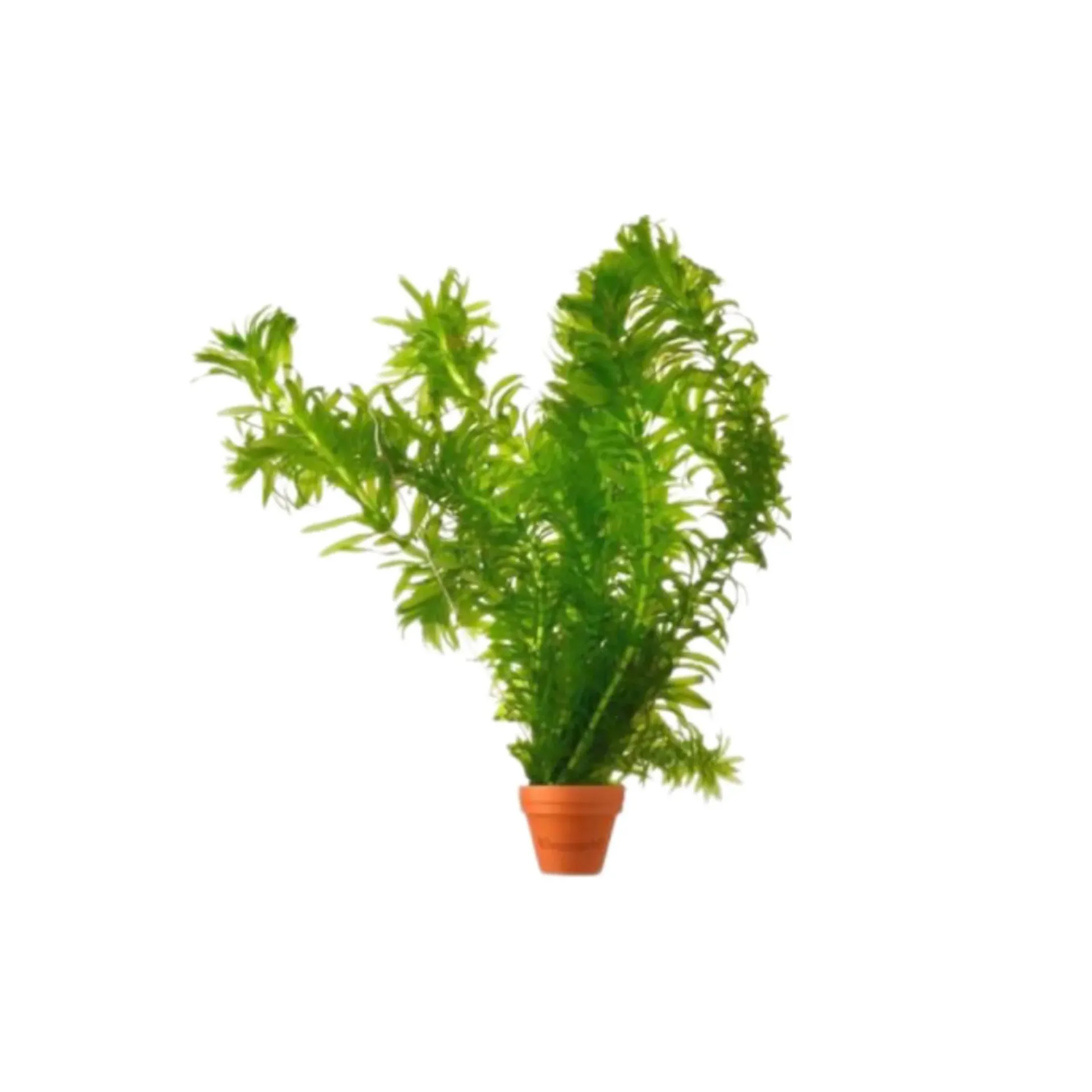AG | Elodea densa - Pot