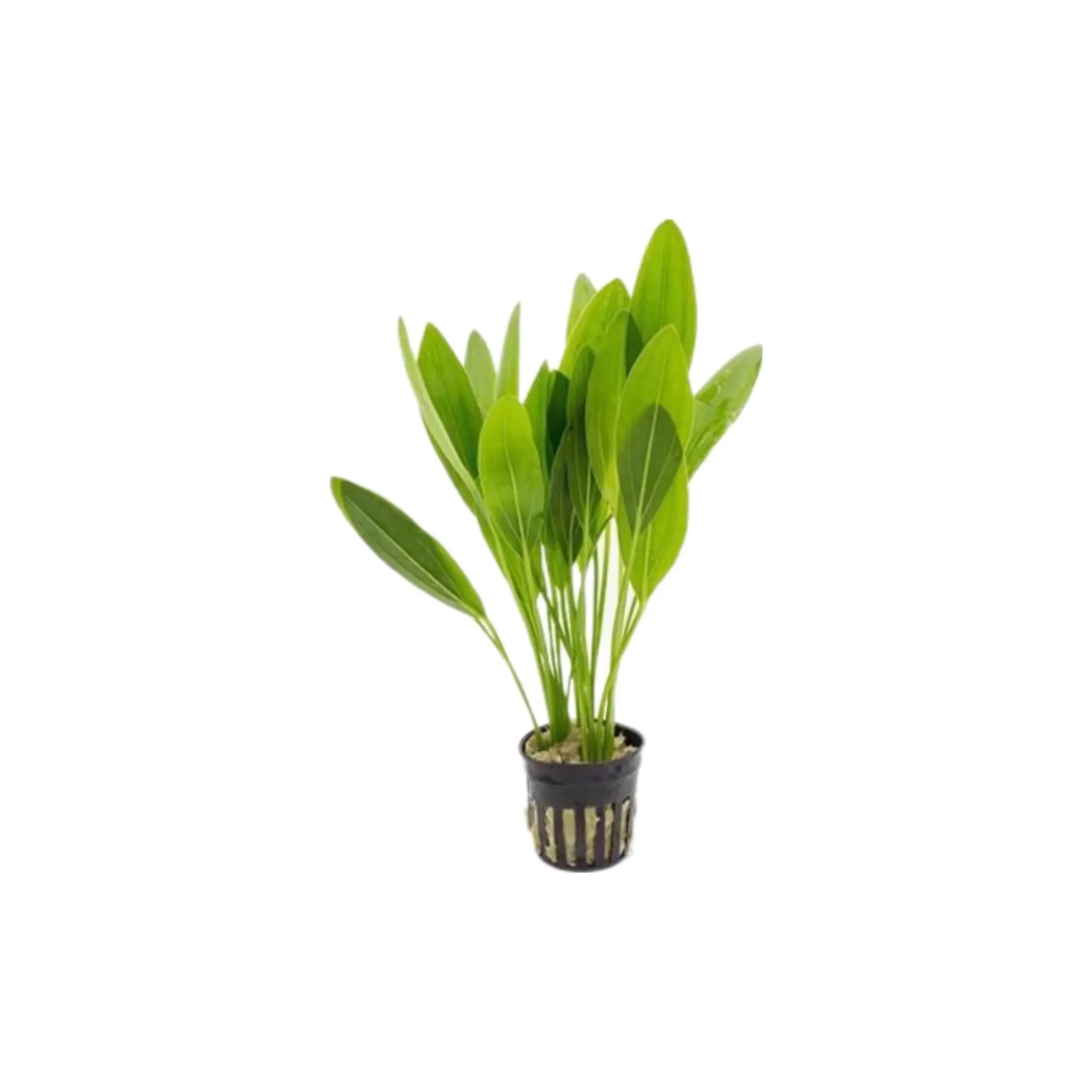 [AG-E243] AG | Echinodorus muricatus - Pot