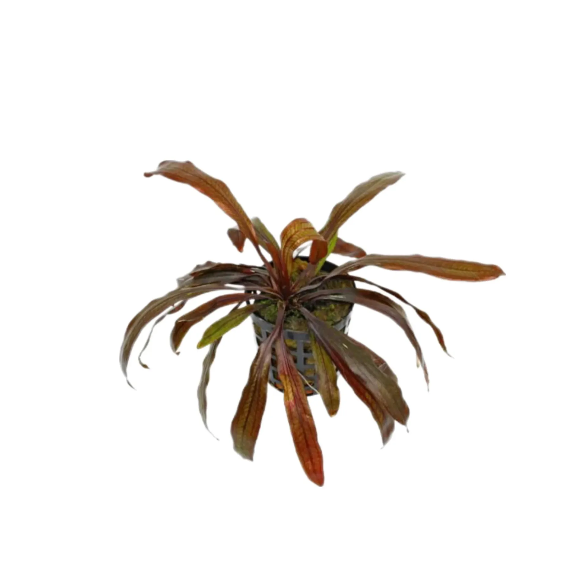 [AG-E244] AG | Echinodorus red rubin - Pot