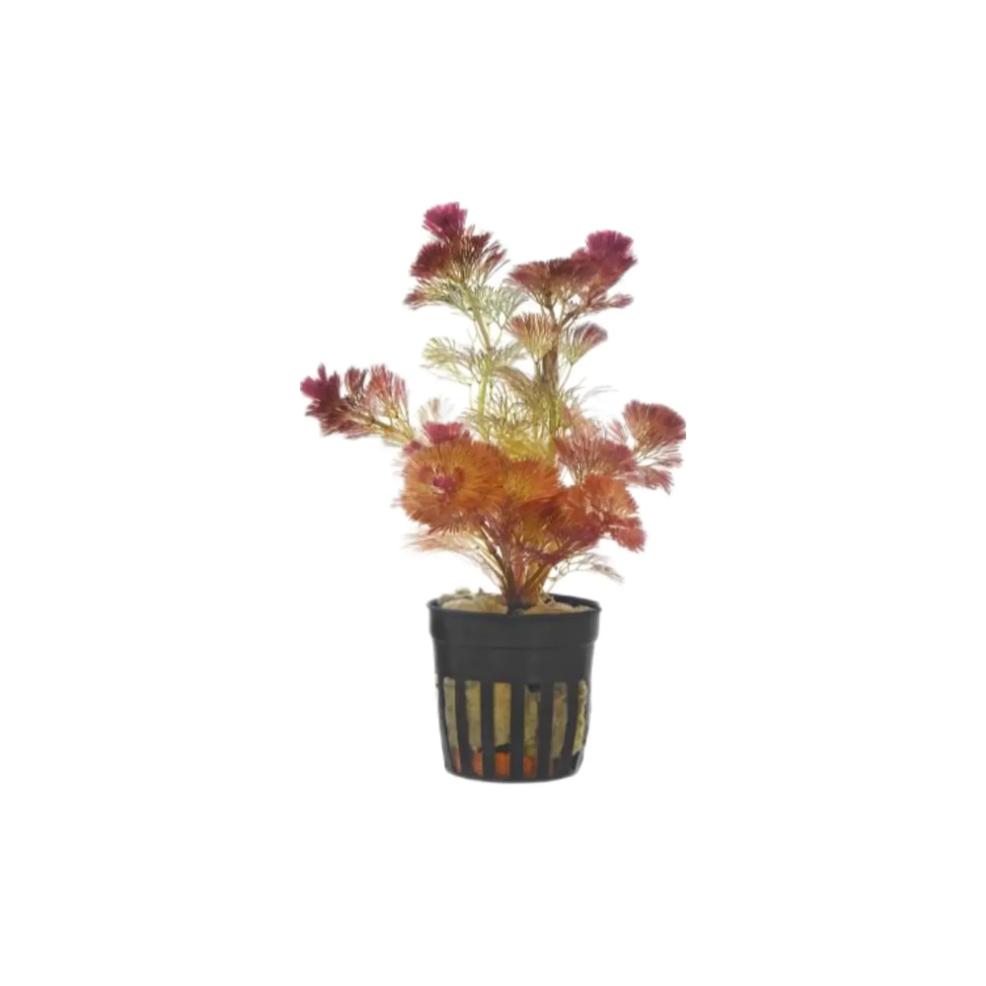 AG | Cabomba piauhyensis - Pot