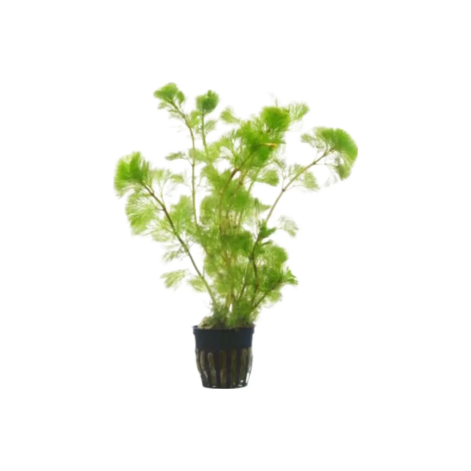 [AG-C246] AG | Cabomba aquatica - Pot