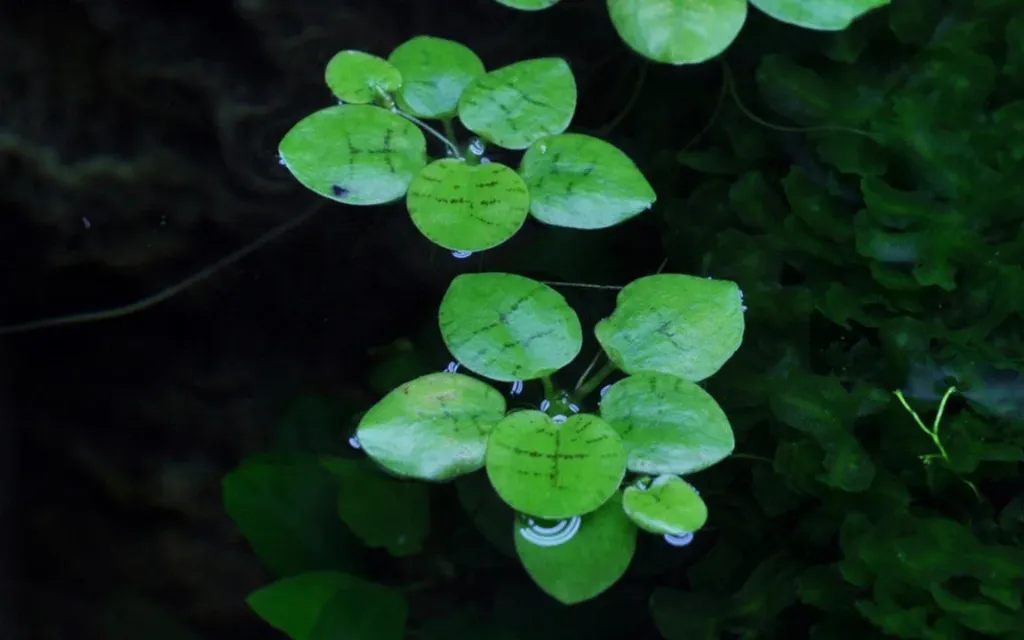 [AG-L266] AG | Limnobium laevigatum or 'Amazon frogbit' - Portion of 5 pieces