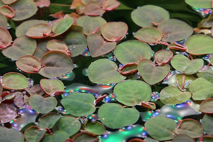 [AG-P267] AG | Phyllanthus fluitans - Portion of 5 pieces