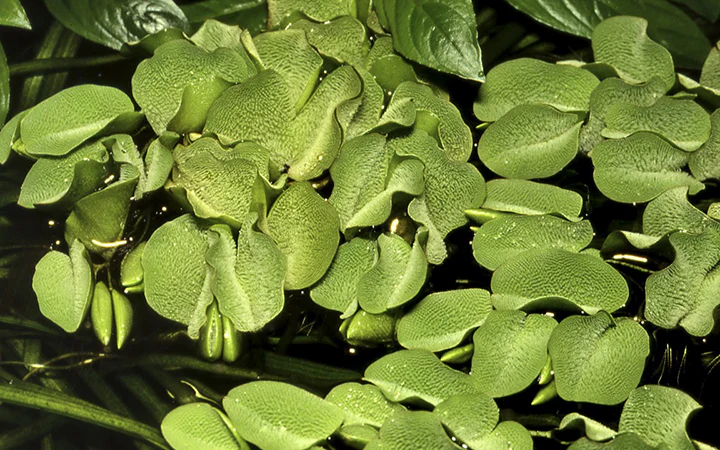 [AG-S268] AG | Salvinia auriculata - Portion of 5 pieces