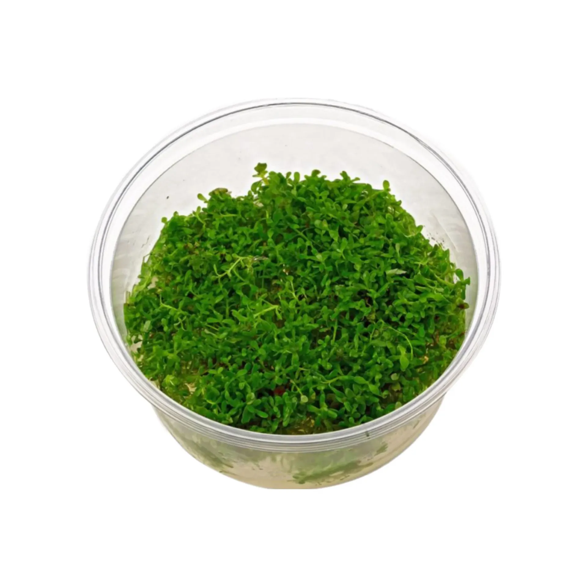 AG | Rotala rotundifolia â€˜Greenâ€™ - Cup