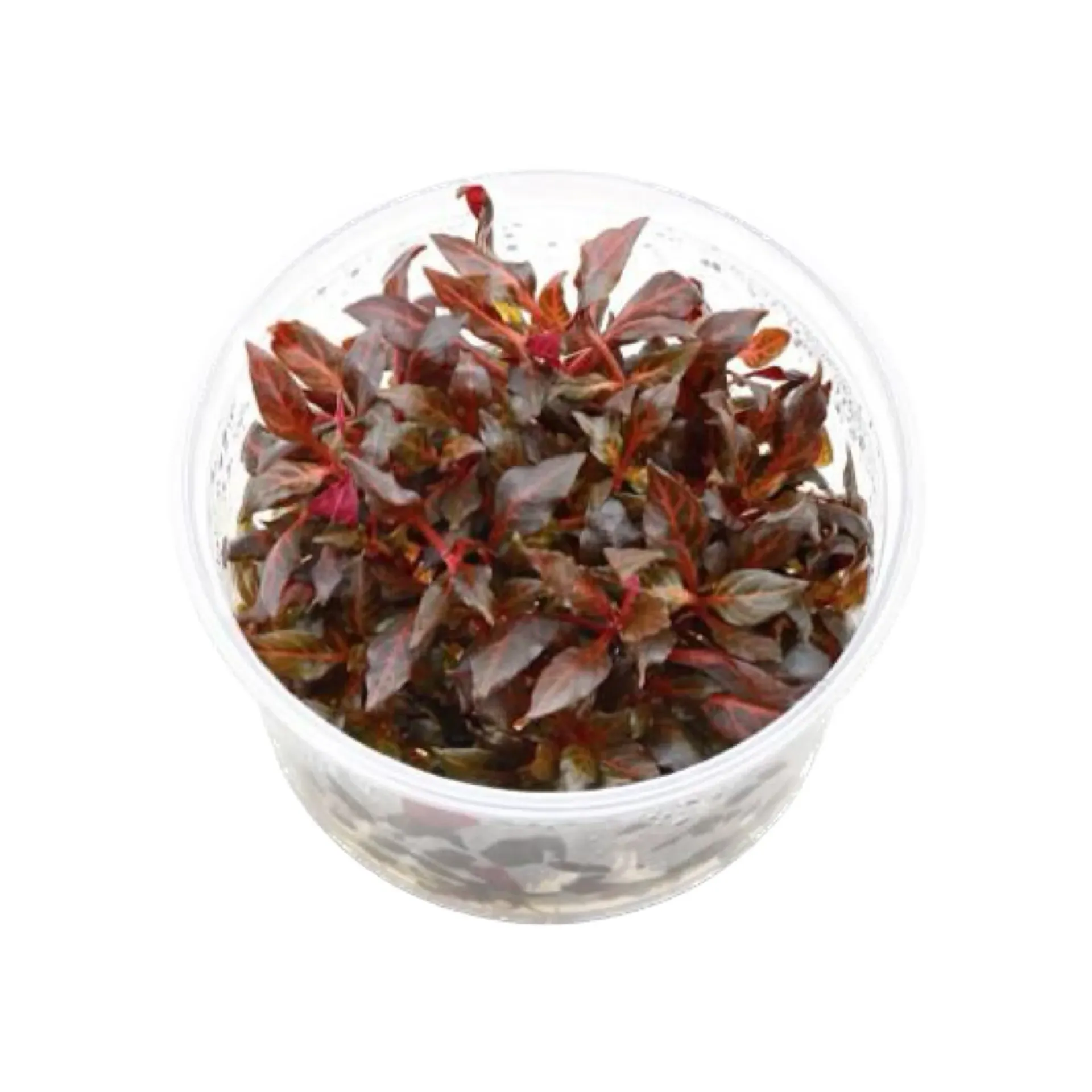 [AG-A285] AG | Alternanthera reineckii 'Mini' - Cup