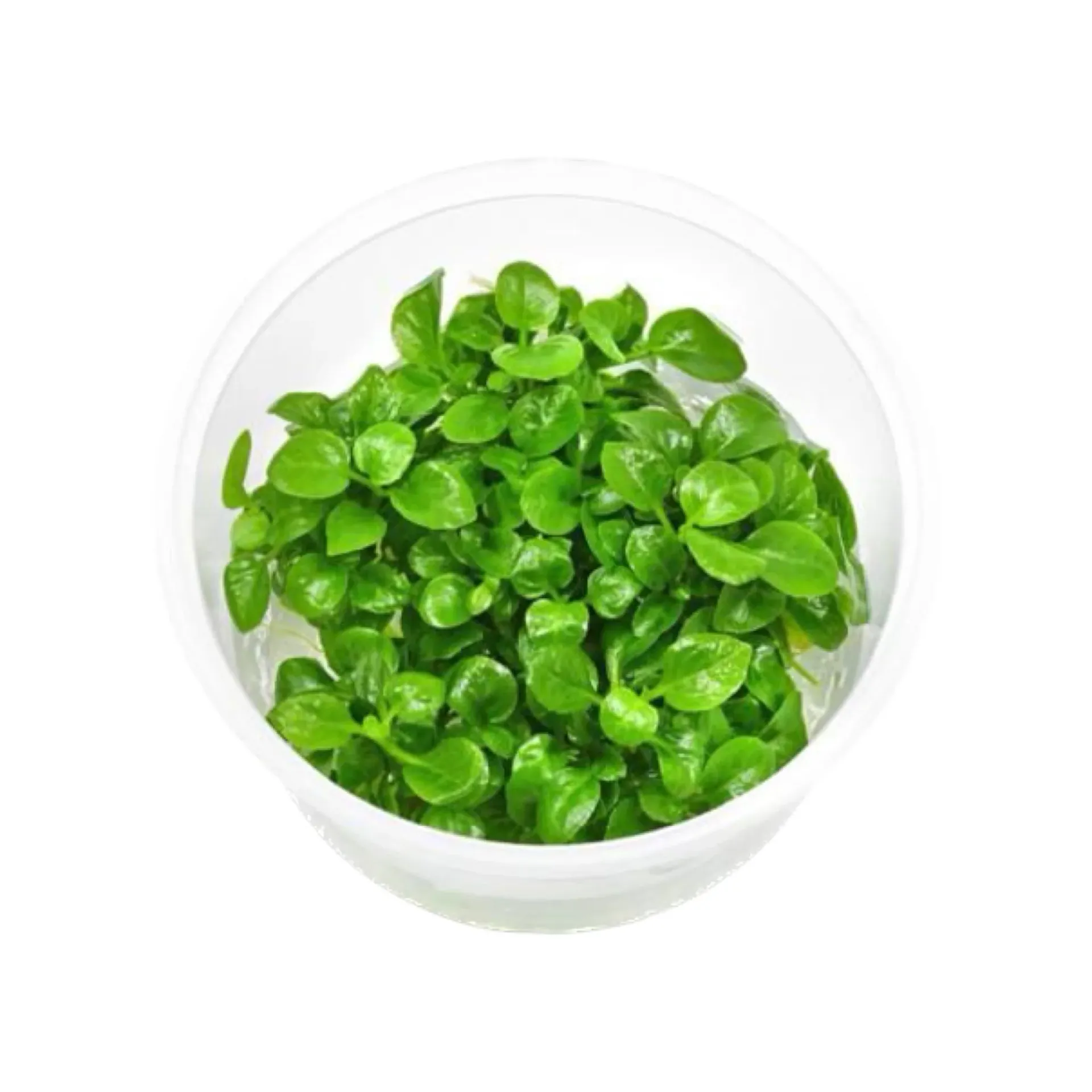 [AG-L286] AG | Lobelia cardinalis - Cup