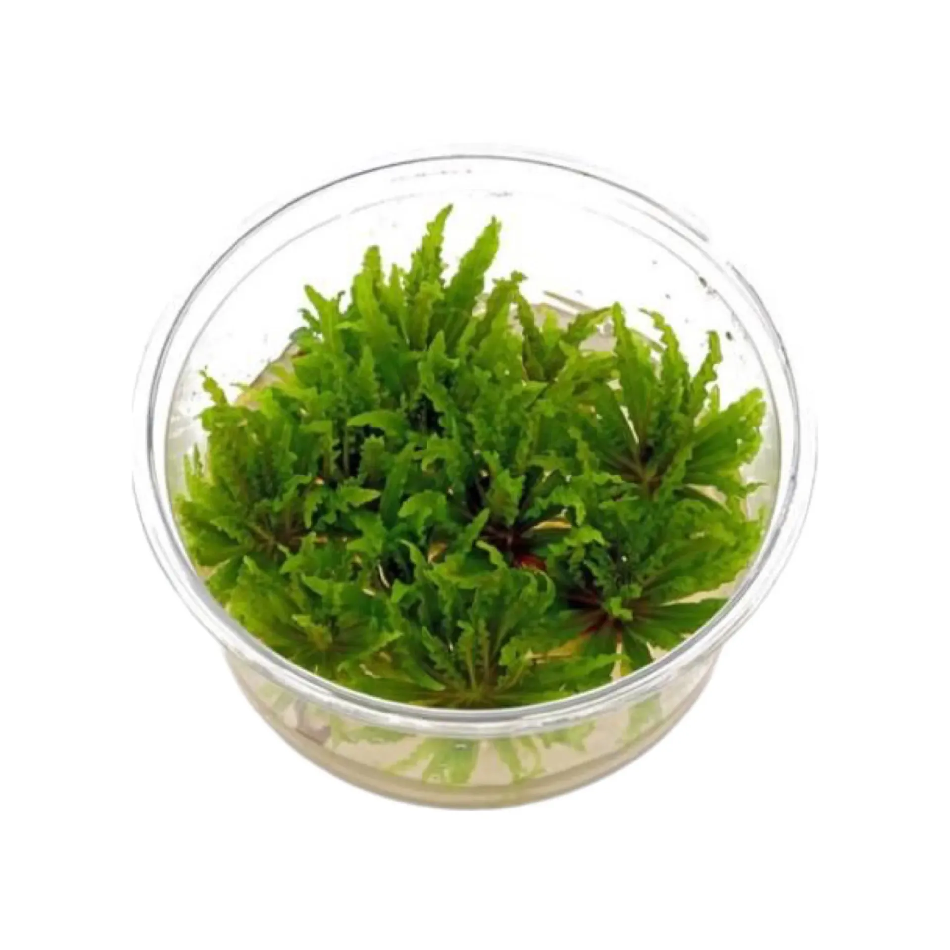 [AG-P287] AG | Pogostemon helferi - Cup