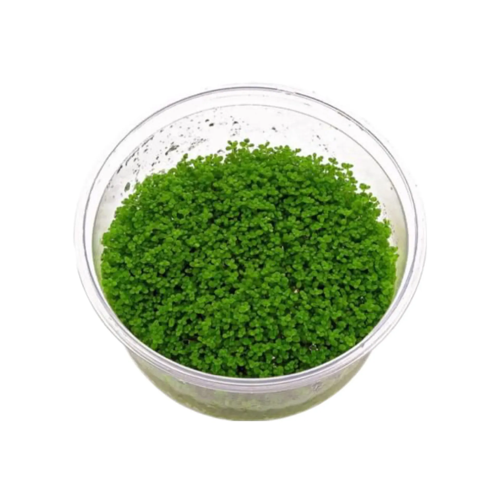 AG | Hemianthus micranthemoides or Micranthemum micranthemoides 'Pearlweed' - Cup