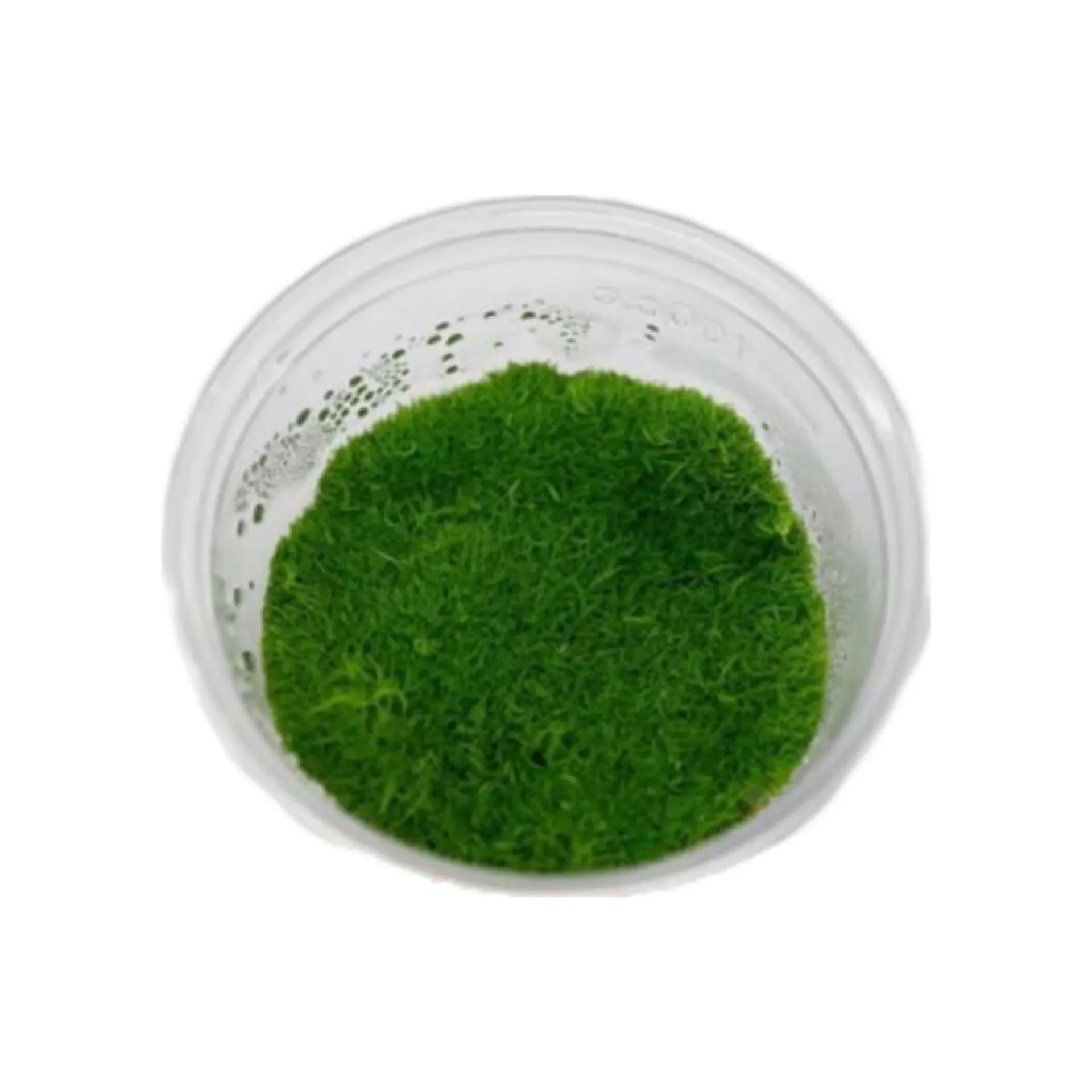 [AG-U290] AG | Utricularia graminifolia - Cup